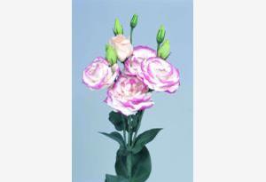 Lisianthus 'Rosita 2 Hot Lips' Lisianthus 'Rosita 2 Hot Lips'