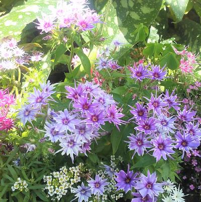 Phlox drummondii 'Popstars Mix' Phlox drummondii 'Popstars Mix'