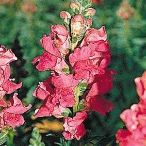 Snapdragon 'Rocket Cherry' Snapdragon 'Rocket Cherry'