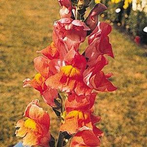 Snapdragon 'Rocket Bronze' Snapdragon 'Rocket Bronze'