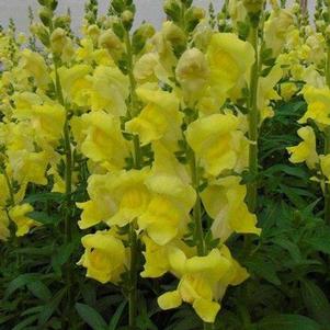 Snapdragon 'Rocket Golden' Snapdragon 'Rocket Golden'