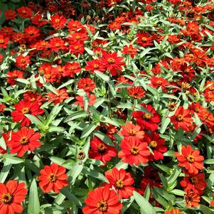 Zinnia 'Profusion Red' Zinnia 'Profusion Red'
