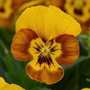 Viola 'Sorbet Honeybee' Viola 'Sorbet Honeybee'