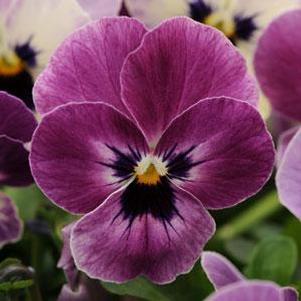 Viola 'Sorbet XP Raspberry' Viola 'Sorbet XP Raspberry'