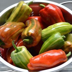 Pepper 'Candy Cane Red' Pepper 'Candy Cane Red'