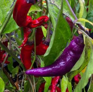 Pepper 'Buena Mulata' Pepper 'Buena Mulata'