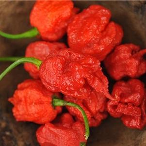 Pepper 'Carolina Reaper' Pepper 'Carolina Reaper'