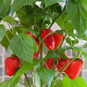 Pepper 'Snack Red' Pepper 'Snack Red'