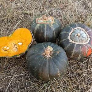 Winter squash, Buttercup 'Discus Bush' Winter squash, Buttercup 'Discus Bush'