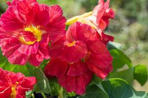 Nasturtium 'Cherelle' Nasturtium 'Cherelle'