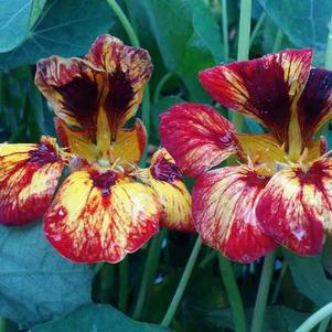 Nasturtium 'Orchid Flame' Nasturtium 'Orchid Flame'