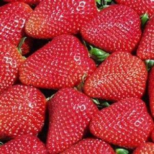 Strawberry, Ever bearing 'San Andreas' Strawberry, Ever bearing 'San Andreas'