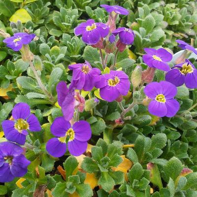 Aubrieta 'Gloria' Aubrieta 'Gloria'