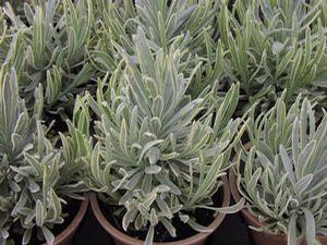 Lavender angustifolia 'Silver Edge'