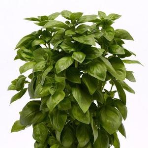 Basil 'Everleaf Genovese' Basil 'Everleaf Genovese'