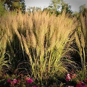 Calamagrostis arundinacea var. brachytricha 'Caspian' Calamagrostis arundinacea var. brachytricha 'Caspian'