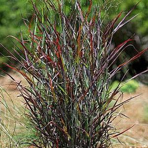 Panicum virgatum 'Hot Rod' Panicum virgatum 'Hot Rod'