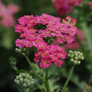 Achillea 'New Vintage Rose' Achillea 'New Vintage Rose'