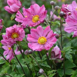 Anemone hupehensis 'Curtain Call Deep Rose' Anemone hupehensis 'Curtain Call Deep Rose'