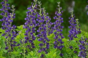 Baptisia 'Decadence Sparkling Sapphires' Baptisia 'Decadence Sparkling Sapphires'