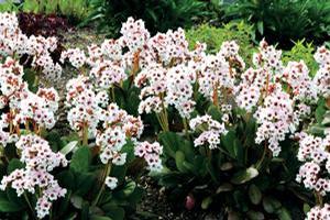 Bergenia 'Dragonfly™ Angel Kiss' Bergenia 'Dragonfly™ Angel Kiss'