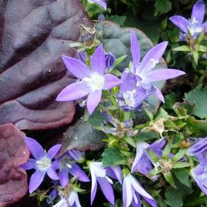 Campanula poscharskyana 'Adansa Purple' Campanula poscharskyana 'Adansa Purple'