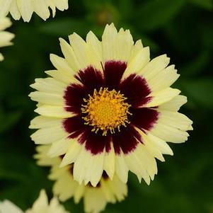Coreopsis 'Uptick Cream & Red' Coreopsis 'Uptick Cream & Red'