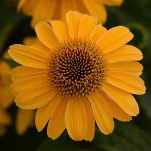 Echinacea x hyb 'Sombrero® Granada Gold' Echinacea x hyb 'Sombrero® Granada Gold'