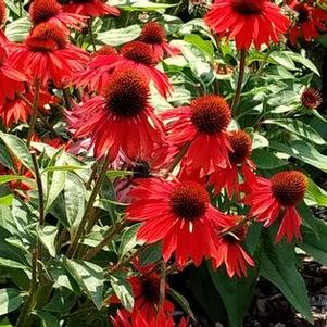 Echinacea x hyb 'Sombrero® Sangrita' Echinacea x hyb 'Sombrero® Sangrita'
