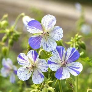 Geranium pratense 'Delft Blue' Geranium pratense 'Delft Blue'