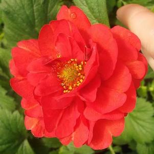 Geum 'Blazing Sunset' Geum 'Blazing Sunset'