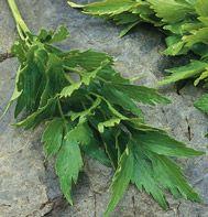 Lovage Lovage
