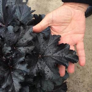 Heuchera 'Primo™ Black Pearl' Heuchera 'Primo™ Black Pearl'