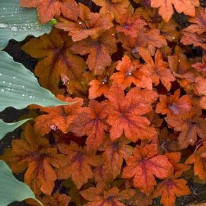 Heucherella 'Pumpkin Spice' Heucherella 'Pumpkin Spice'