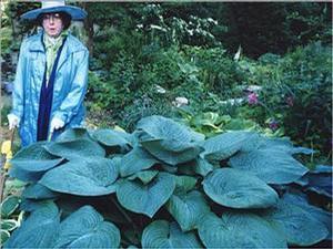 Hosta 'Humpback Whale' Hosta 'Humpback Whale'