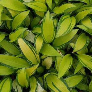 Hosta 'June Spirit' Hosta 'June Spirit'