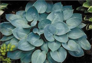 Hosta 'Prairie Sky' Hosta 'Prairie Sky'