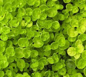 Marjoram 'Golden' Marjoram 'Golden'