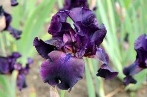 Iris germanica 'Superstition' Iris germanica 'Superstition'