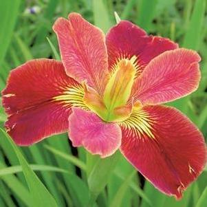 Iris louisiana 'Bold Pretender' Iris louisiana 'Bold Pretender'