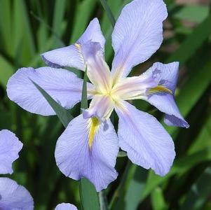 Iris louisiana 'Sea Wisp' Iris louisiana 'Sea Wisp'