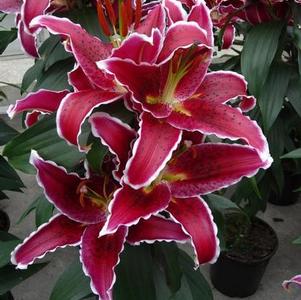 Lilium 'Lily Looks™ Sunny Grenada' Lilium 'Lily Looks™ Sunny Grenada'