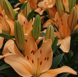 Lilium 'Lily Looks™ Tiny Moons' Lilium 'Lily Looks™ Tiny Moons'