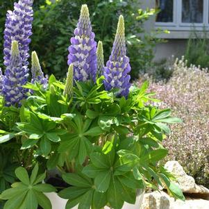 Lupinus polyphyllus 'Mini Gallery Blue Bicolor' Lupinus polyphyllus 'Mini Gallery Blue Bicolor'