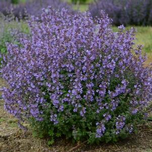 Nepeta faassenii 'Kitten Around' Nepeta faassenii 'Kitten Around'