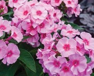 Phlox paniculata 'Early Start™ Pink Dark Eye' Phlox paniculata 'Early Start™ Pink Dark Eye'