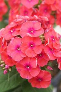 Phlox paniculata 'Flame™ Coral' Phlox paniculata 'Flame™ Coral'