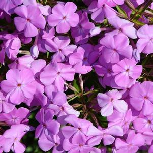 Phlox x 'Forever Pink' Phlox x 'Forever Pink'