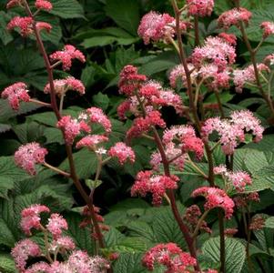 Rodgersia pinnata 'Fireworks' Rodgersia pinnata 'Fireworks'