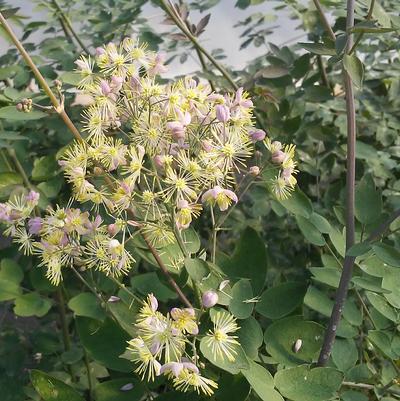 Thalictrum 'Elin' Thalictrum 'Elin'